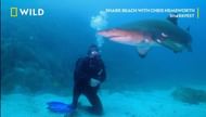 A glimpse of Shark Beach with Chris Hemsworth (Image via Nat Geo)